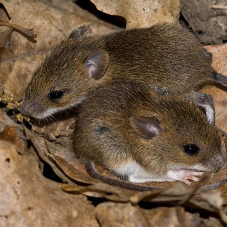 Уничтожения мышей в частном доме в Энгельсе?