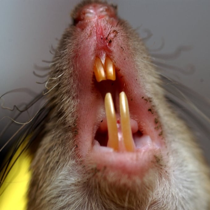 Дератизация крыс в Энгельсе?